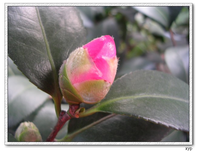 �軨-��������Ҳ����