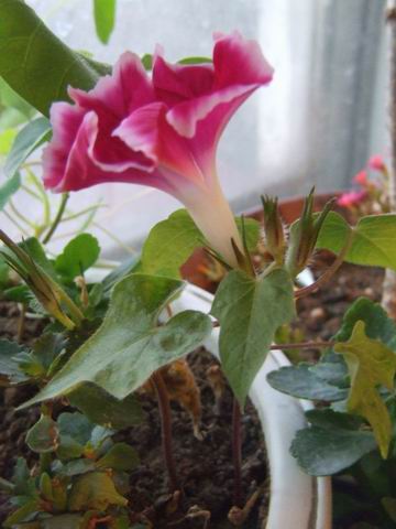 ������̨�Ļ�