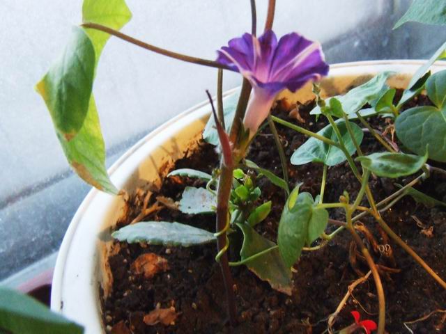 ������̨�Ļ�