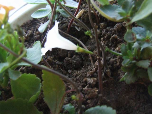 ������̨�Ļ�