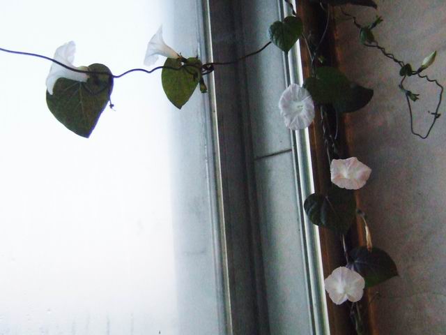 ������̨�Ļ�