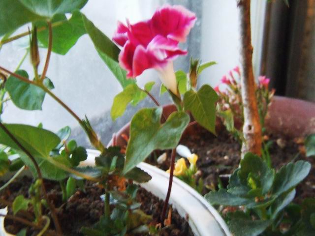 ������̨�Ļ�