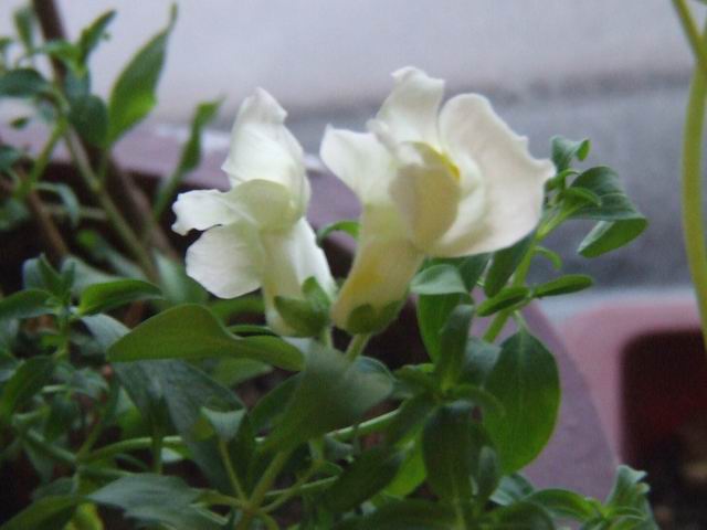 ������̨�Ļ�