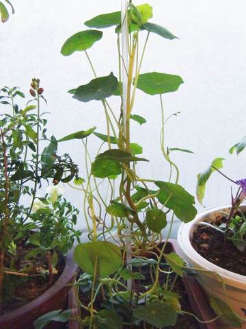 ������̨�Ļ�