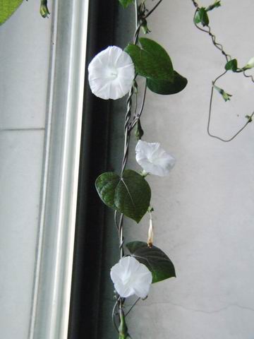 ������̨�Ļ�