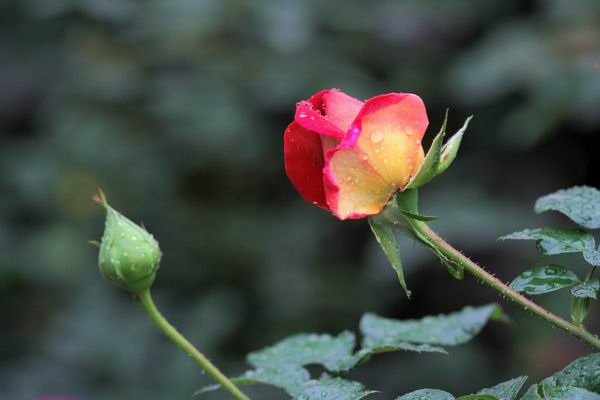 ���伯----�ҵ��¼���԰(�У�3���£�