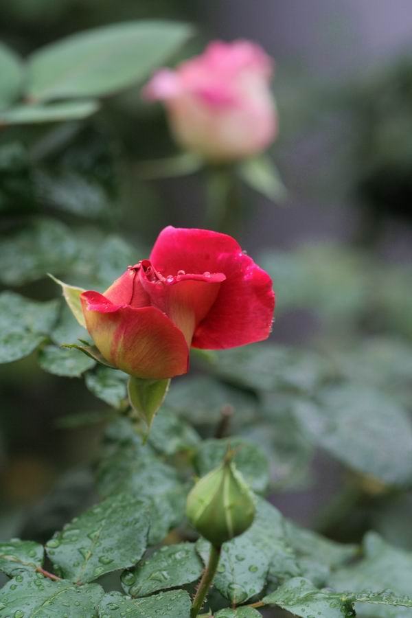 ���伯----�ҵ��¼���԰(�У�3���£�