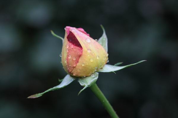 ���伯----�ҵ��¼���԰(�У�3���£�