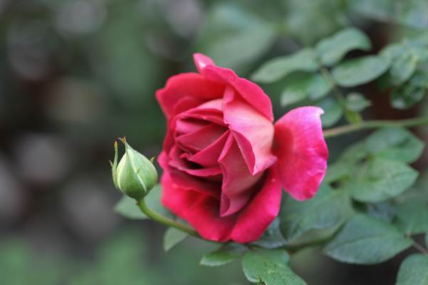 ���伯----�ҵ��¼���԰(�У�3���£�