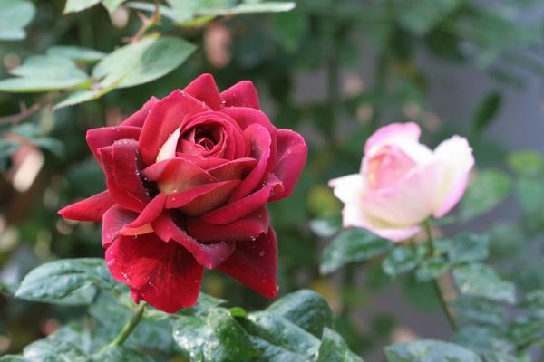 ���伯----�ҵ��¼���԰(�У�3���£�