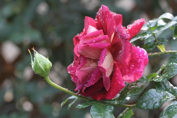 ���伯----�ҵ��¼���԰(�У�3���£�