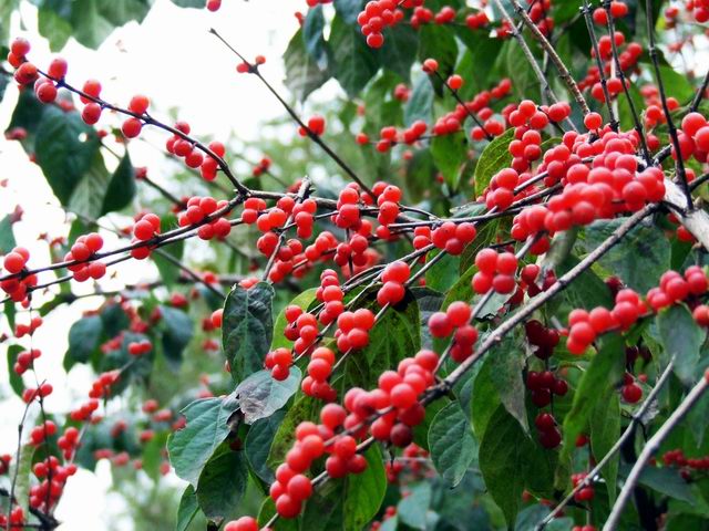 ������԰��