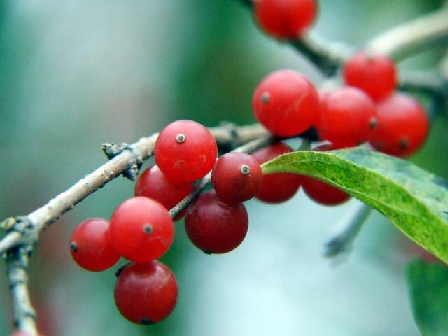 ������԰��