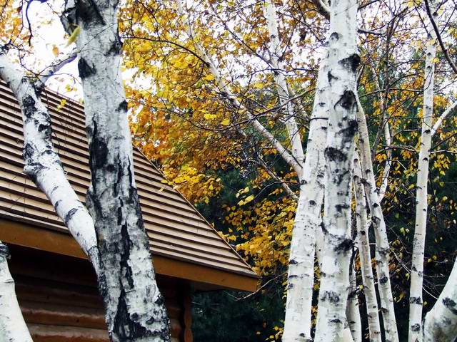 ������԰��