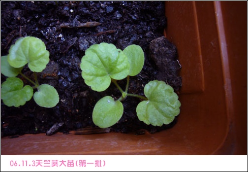 ����2006�ֻ��ռ�