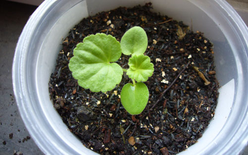 ����2006�ֻ��ռ�