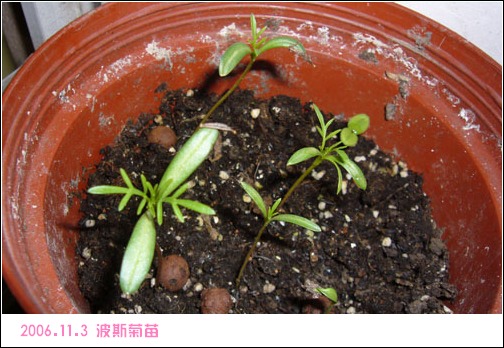 ����2006�ֻ��ռ�