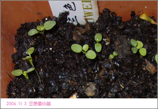 ����2006�ֻ��ռ�