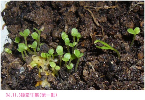 ����2006�ֻ��ռ�