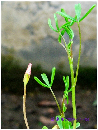 ż�ҵ������