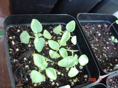 С�������ڳɳ�������β����P26��