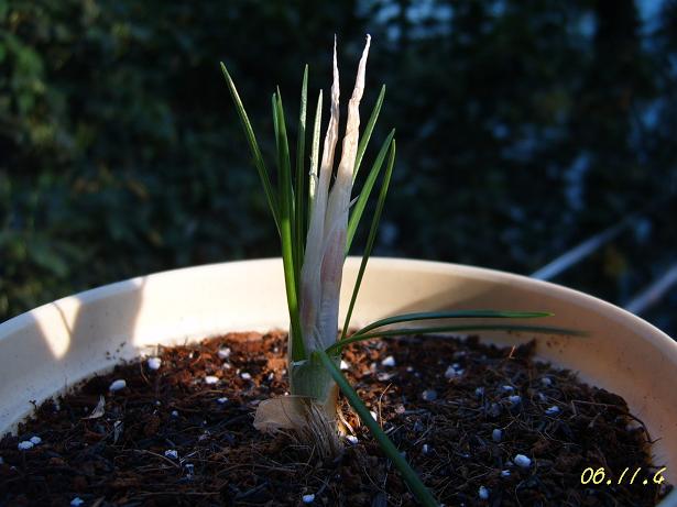 [��ͼ]��ѿ�����ǡ�����ͷ��Ҫ��ɴ�