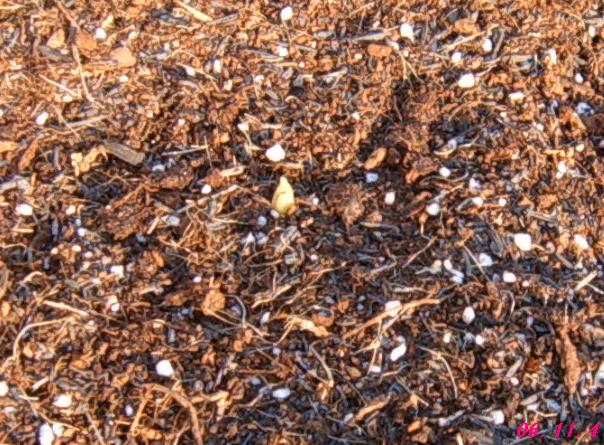 [��ͼ]��ѿ�����ǡ�����ͷ��Ҫ��ɴ�