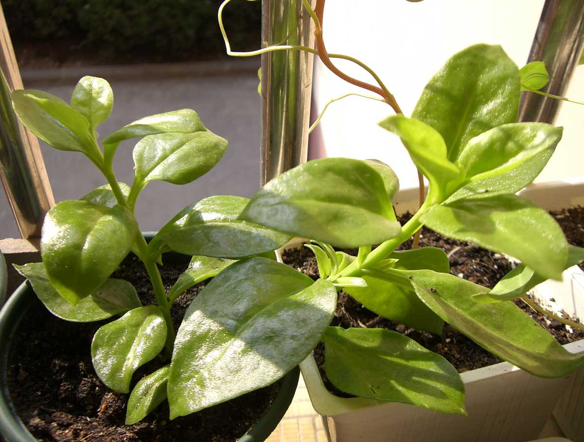 �����ֻ��ɹ��㱨