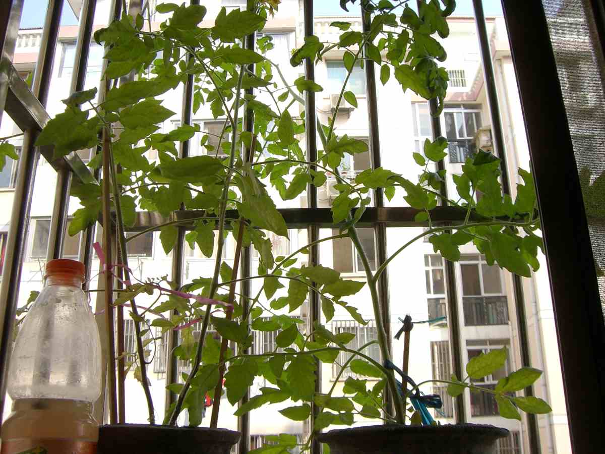 �����ֻ��ɹ��㱨