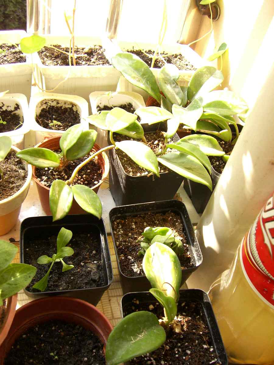 �����ֻ��ɹ��㱨