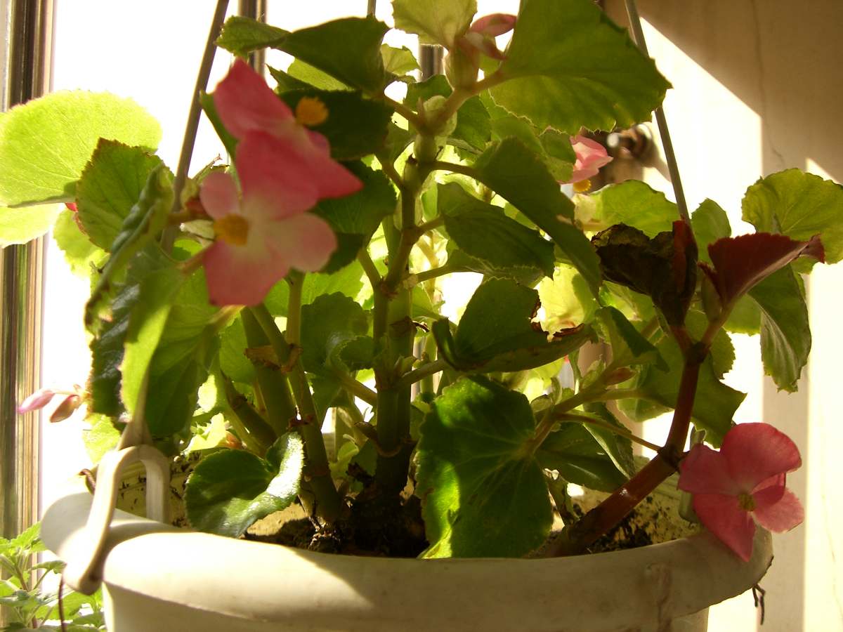 �����ֻ��ɹ��㱨