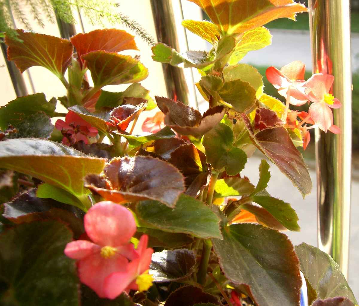 �����ֻ��ɹ��㱨