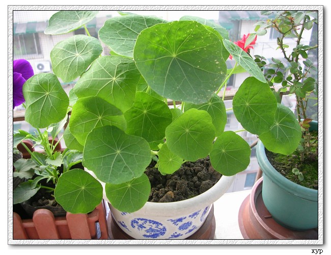 �����ֻ��ɹ��㱨