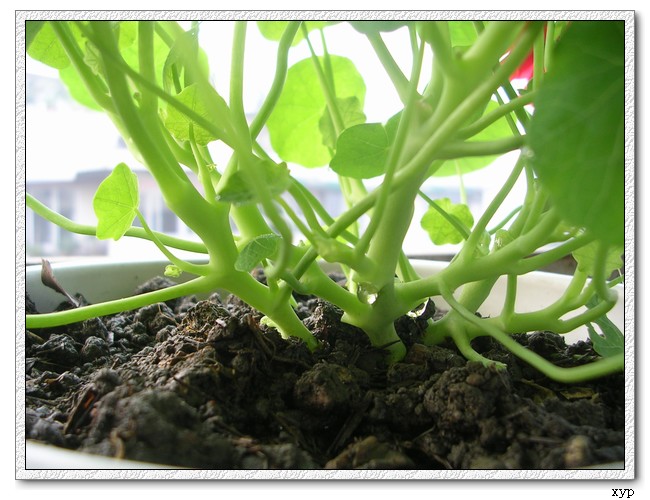 �����ֻ��ɹ��㱨