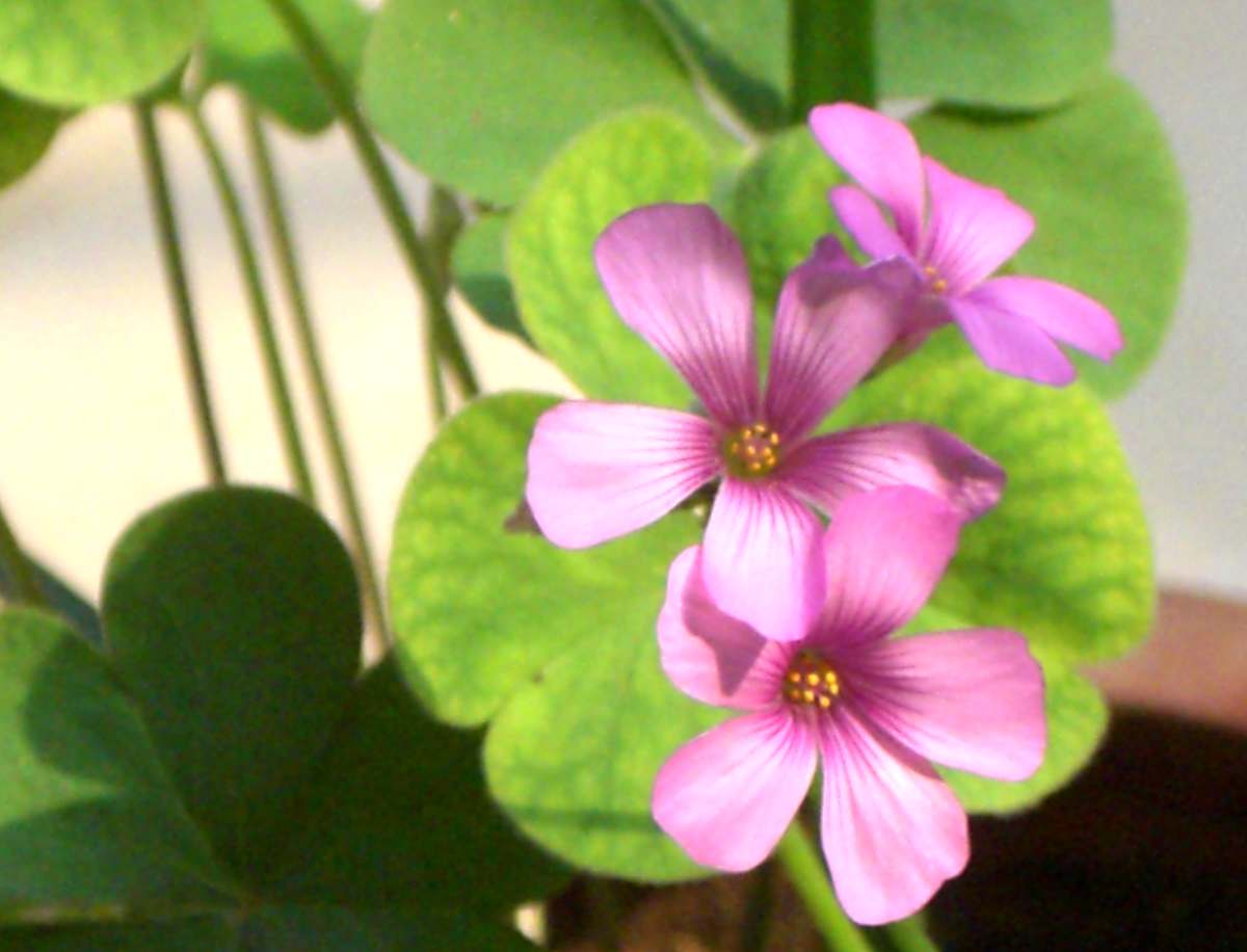 �����ֻ��ɹ��㱨