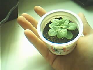 ţ����~~��ţ��(�������ͼ)