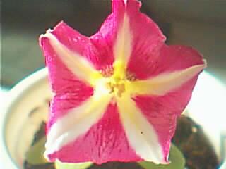 ţ����~~��ţ��(�������ͼ)