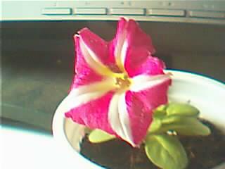 ţ����~~��ţ��(�������ͼ)