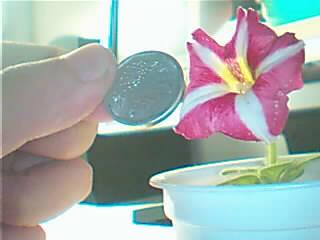 ţ����~~��ţ��(�������ͼ)