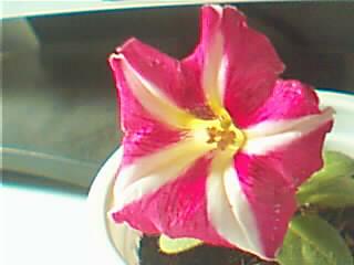 ţ����~~��ţ��(�������ͼ)