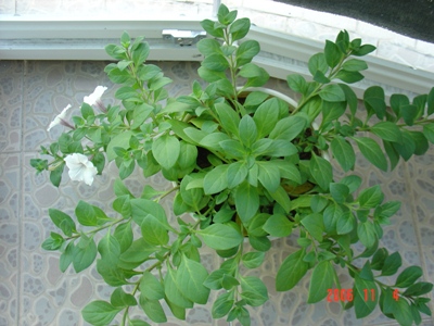 ���Ǽ���ʵ��СԺ��