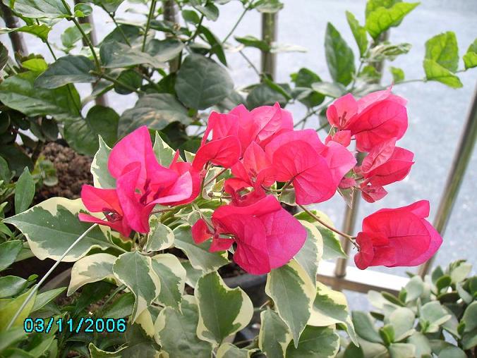 ������̨�ϵ�Ҷ�ӻ�������÷����P29��ͼ��