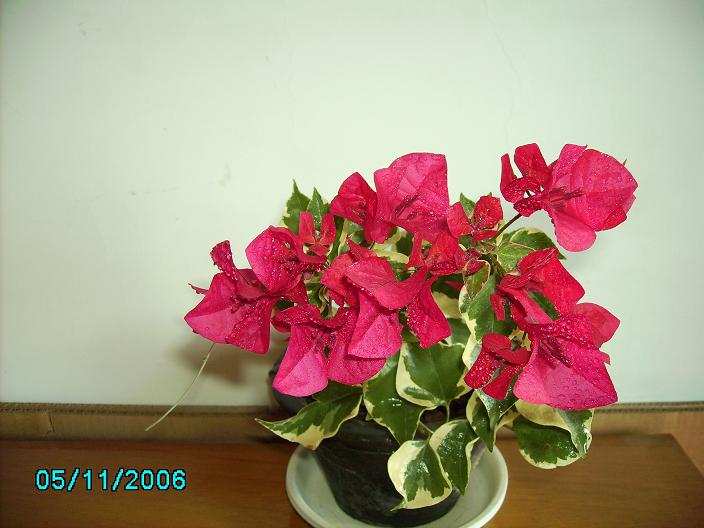 ������̨�ϵ�Ҷ�ӻ�������÷����P29��ͼ��