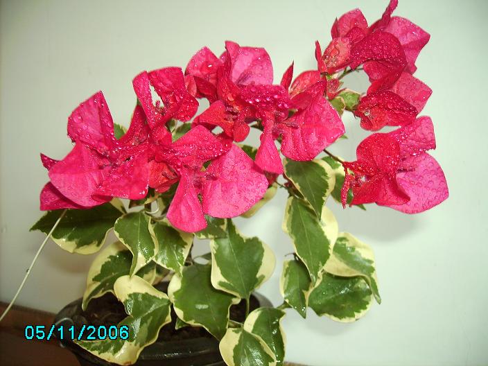 ������̨�ϵ�Ҷ�ӻ�������÷����P29��ͼ��