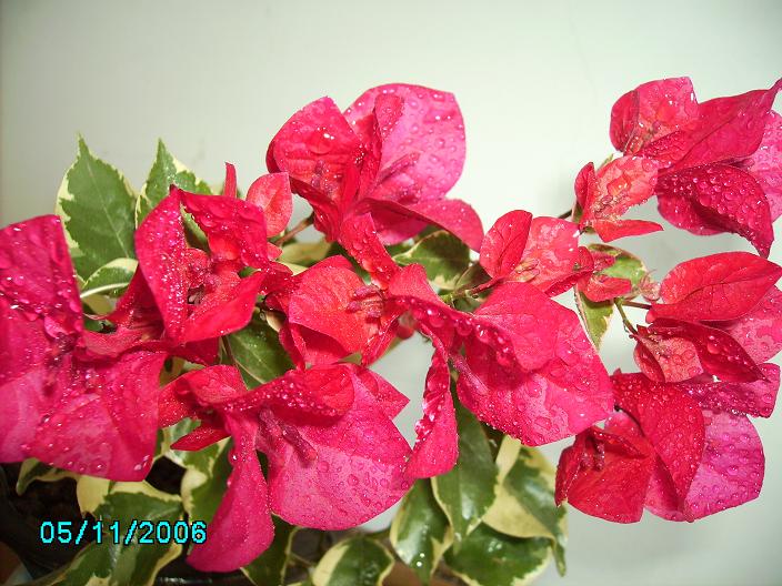 ������̨�ϵ�Ҷ�ӻ�������÷����P29��ͼ��