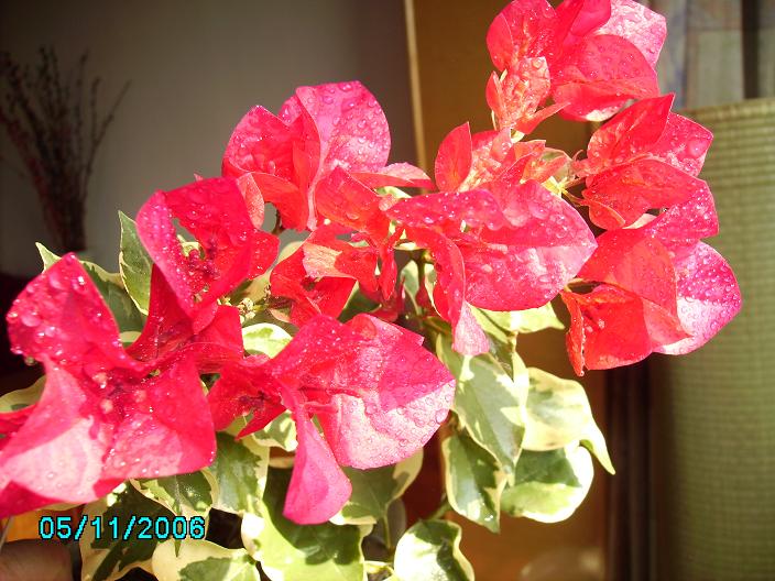 ������̨�ϵ�Ҷ�ӻ�������÷����P29��ͼ��