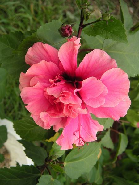 ���Է���--Ư���ķ�ɣ