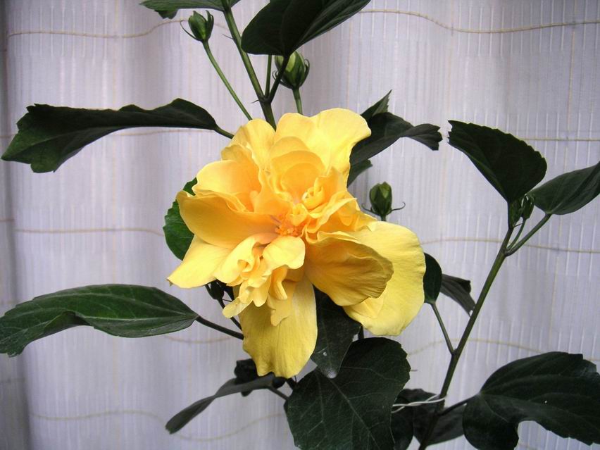 ���Է���--Ư���ķ�ɣ