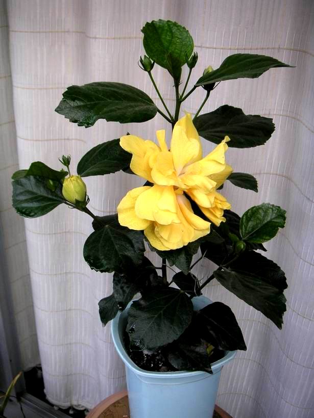 ���Է���--Ư���ķ�ɣ