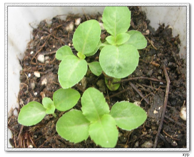 �ҵ�һЩС��